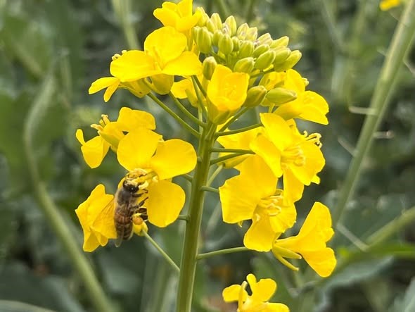 Kanola ilaçlamasında arıların korunması çağrısı
