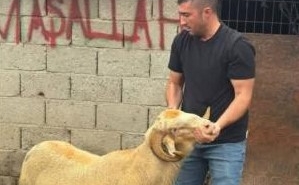 Burhaniye’de kurbanlıklar satışa çıktı