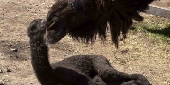 Ormanya’da doğan yavru deve için renkli kutlama