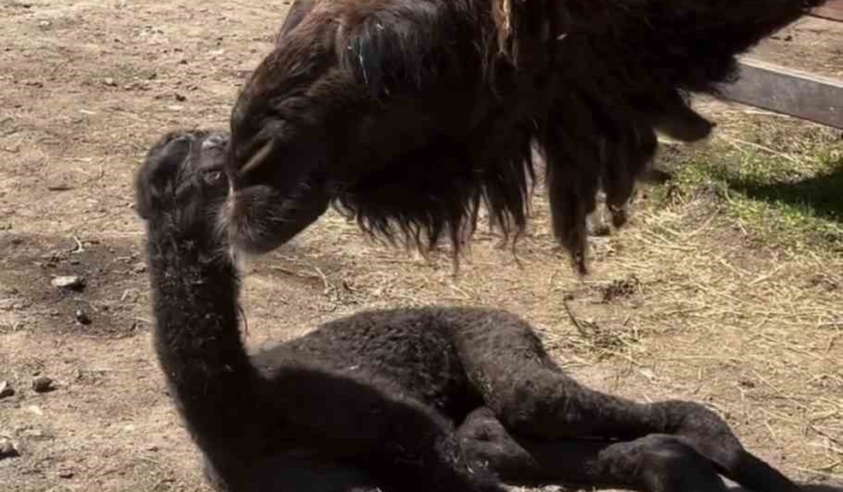 Ormanya’da doğan yavru deve için renkli kutlama