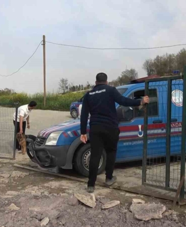 Yalova’daki barınakta köpek ölümleriyle ilgili soruşturma
