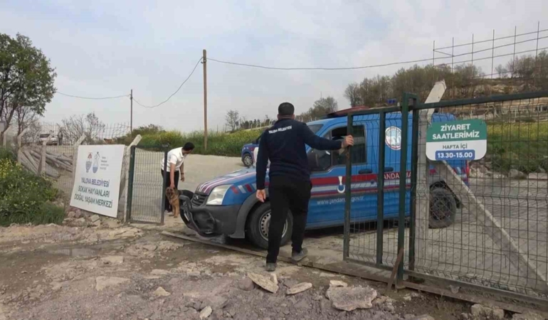 Yalova’daki barınakta köpek ölümleriyle ilgili soruşturma