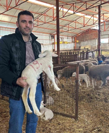 57 yıldır safkan damızlık Karacabey merinosu yetiştiriyorlar, birçok sürüde imzaları var