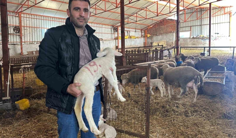 57 yıldır safkan damızlık Karacabey merinosu yetiştiriyorlar, birçok sürüde imzaları var