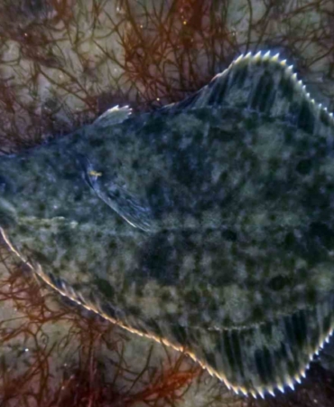 Dip çamuru temizliği İzmit Körfezi’ne yunusları geri getirdi