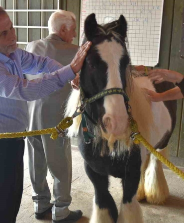 Pendik’te atlarla şifa: Yaşlılar için atla terapi dönemi başladı