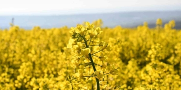 Tekirdağ sarıya büründü: Kanola tarlaları kartpostallık manzaralar oluşturdu