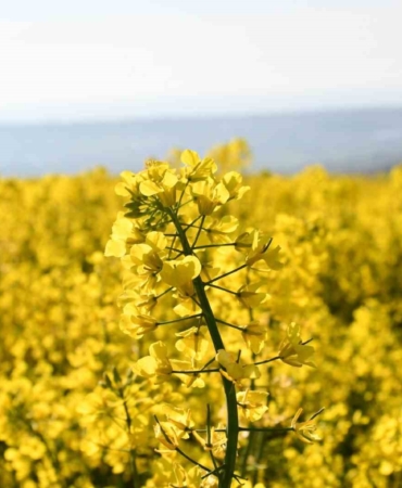 Tekirdağ sarıya büründü: Kanola tarlaları kartpostallık manzaralar oluşturdu