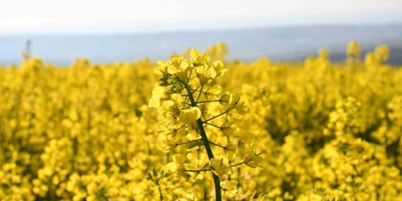 Tekirdağ sarıya büründü: Kanola tarlaları kartpostallık manzaralar oluşturdu