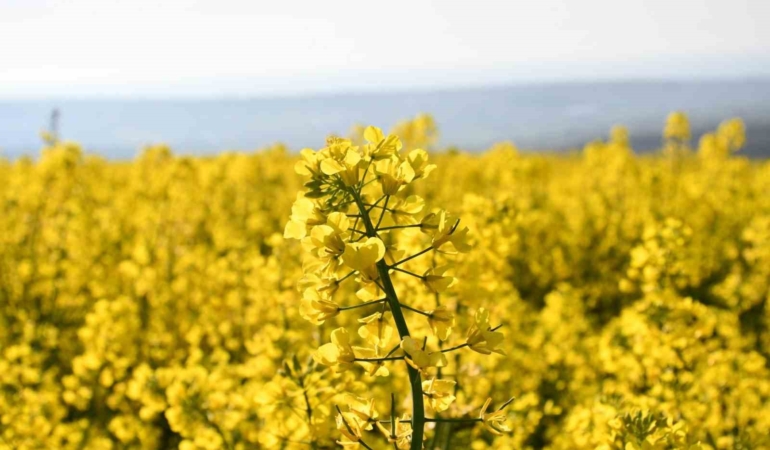 Tekirdağ sarıya büründü: Kanola tarlaları kartpostallık manzaralar oluşturdu