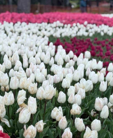 Emirgan Korusu’nda lale festivali başladı