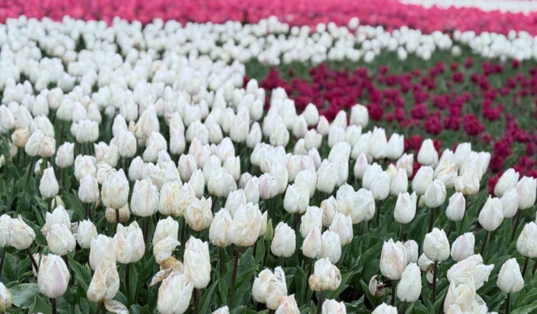 Emirgan Korusu’nda lale festivali başladı