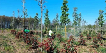 Üretim fidanlığında bitkiler hastalıklara karşı korumaya alındı