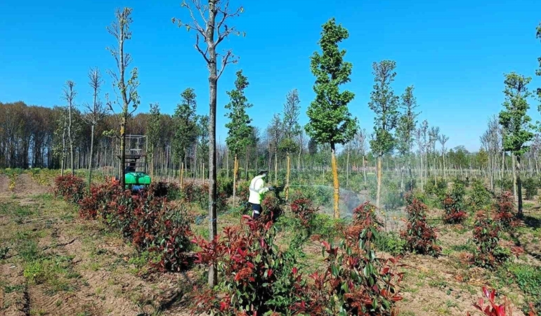 Üretim fidanlığında bitkiler hastalıklara karşı korumaya alındı