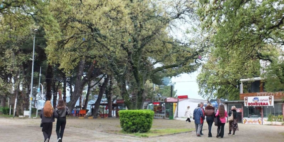 Burhaniye’de tescilli tarihi meşeler Ören’e güzellik katıyor