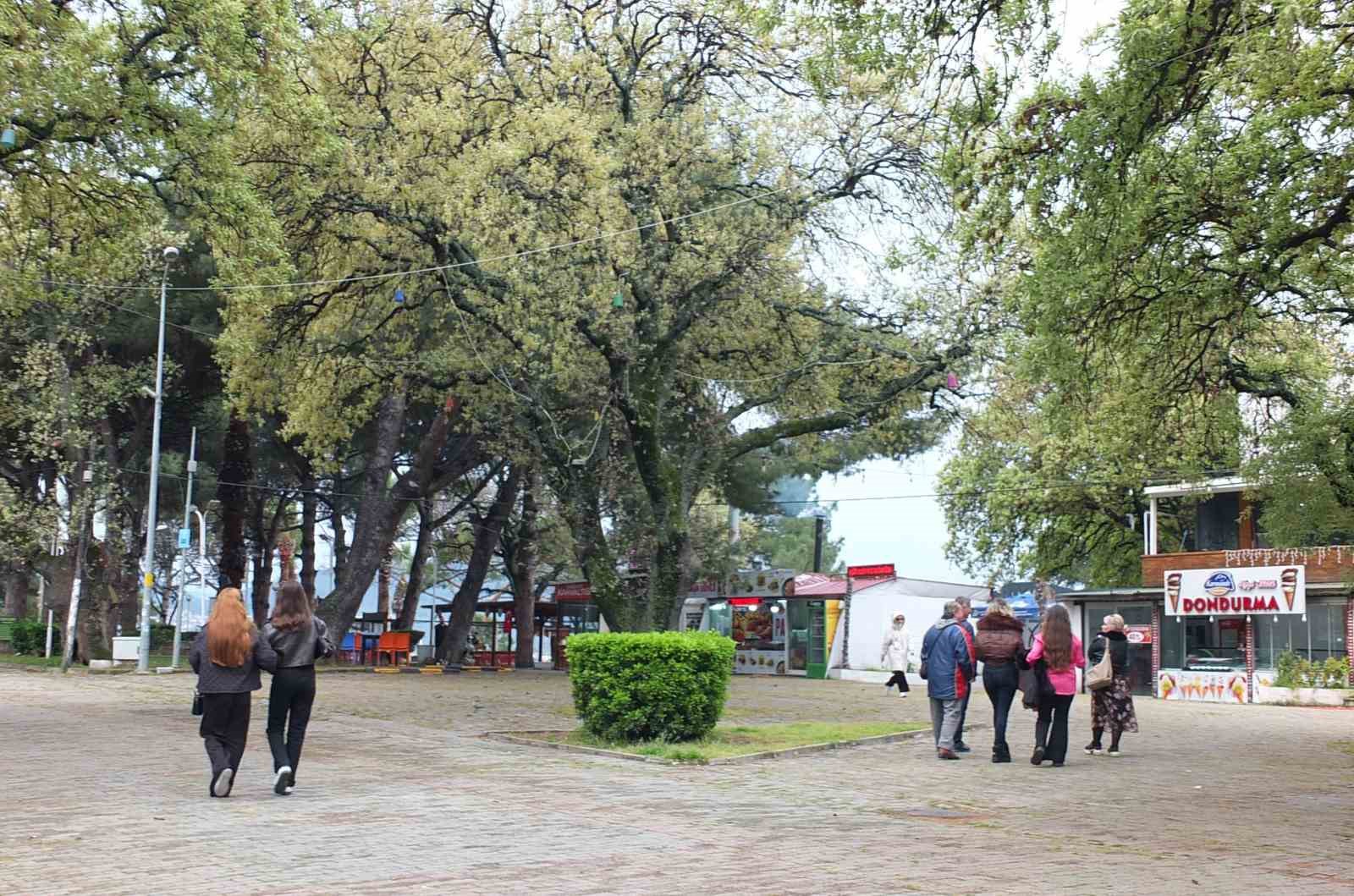 Burhaniye’de tescilli tarihi meşeler Ören’e güzellik katıyor