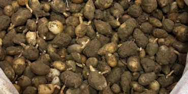 Nesli tehlike altındaki bitkinin yumrularını söken kişiye yarım milyonluk ceza