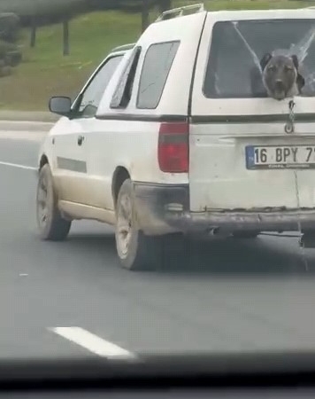 Köpeğin komik anları kamerada