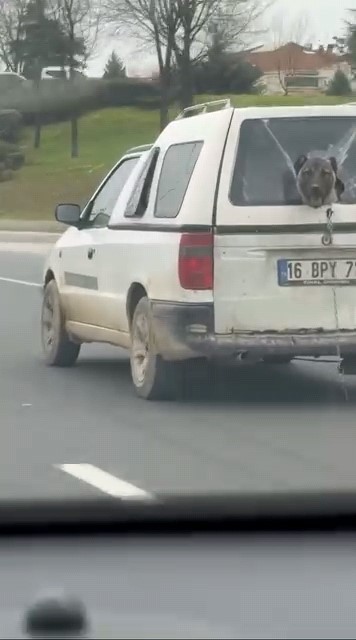 Köpeğin komik anları kamerada