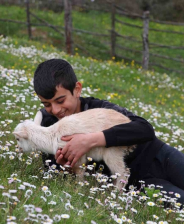 Minik çobanlar Lapseki’de kıyasıya yarışacak