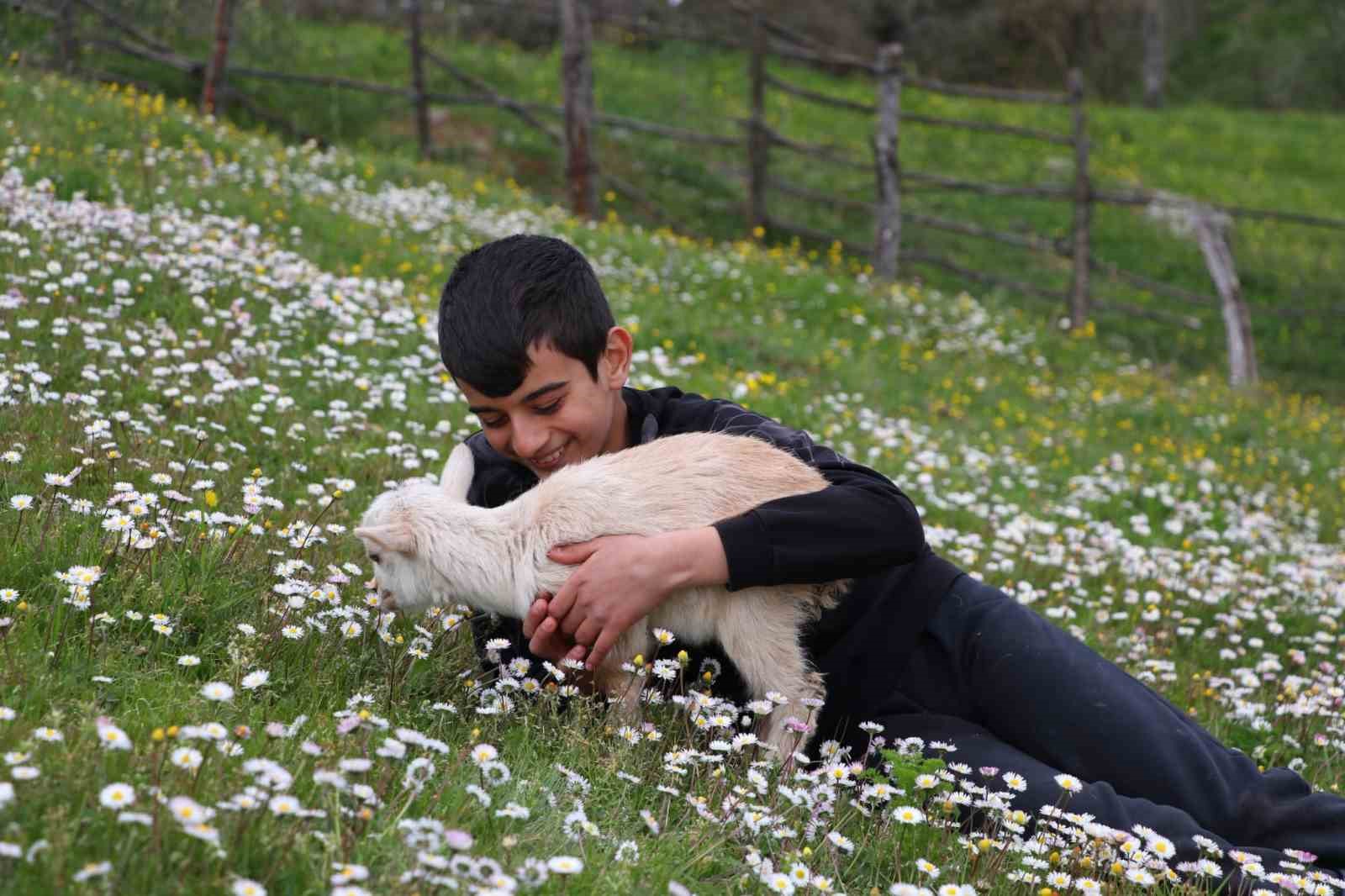 Minik çobanlar Lapseki’de kıyasıya yarışacak