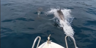 Saros Körfezi’nde yunuslar tekne ile yarıştı