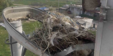 Sokak lambaları kuşlara yuva oldu