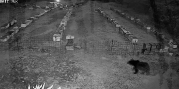 Bursa’da arı kovanlarına ayı saldırısı