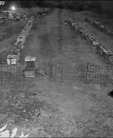 Bursa’da arı kovanlarına ayı saldırısı