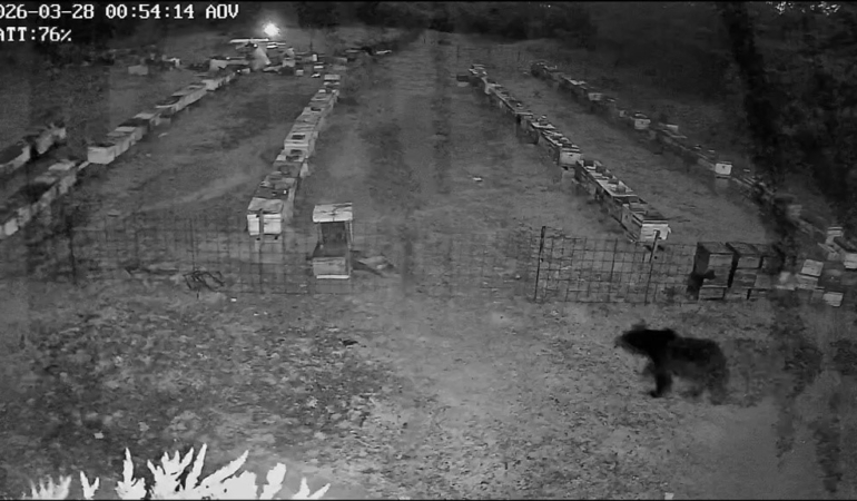 Bursa’da arı kovanlarına ayı saldırısı