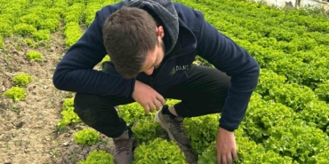 Bu sefer tarladan güzel haber geldi...35 liraya tarladan satılan marul yüzleri güldürdü