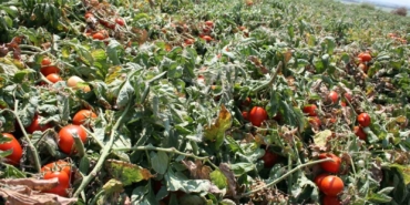 Karacabey’de salçalık domates ekiminde "serbest"in fazla olması bekleniyor