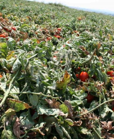 Karacabey’de salçalık domates ekiminde "serbest"in fazla olması bekleniyor
