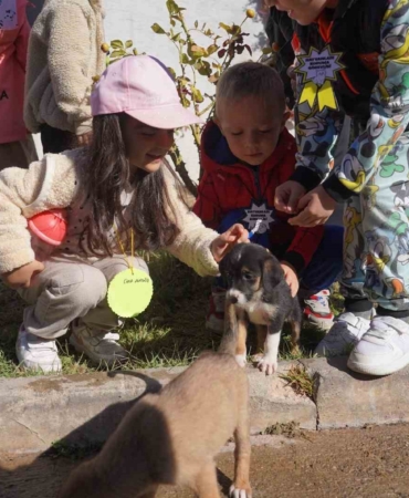 Bilecik Belediyesi Sokak Hayvanları Tedavi ve Rehabilitasyon Merkezi’nde mutlu yaşam