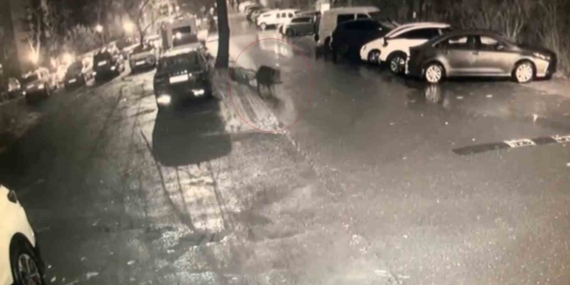 Sarıyer’de aç kalan domuzlar hastane yakınına kadar geldi