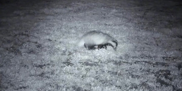 Yiyecek arayışındaki porsuk Ganos Dağları’nda görüntülendi