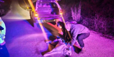 Yaralı köpek ihbarına jandarma müdahale etti