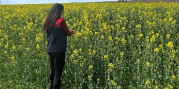 Pehlivanköy’de çiçek açan kanola bitkinin fizyolojik gelişimi incelendi