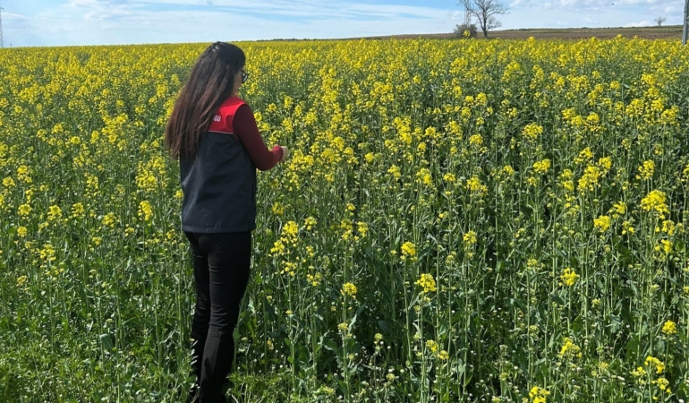 Pehlivanköy’de çiçek açan kanola bitkinin fizyolojik gelişimi incelendi