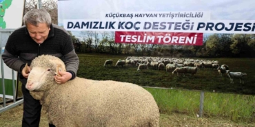 Kocaeli’de hayvancılığa "damızlık" dopingi