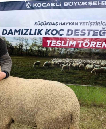 Kocaeli’de hayvancılığa "damızlık" dopingi