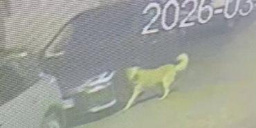 Üsküdar’da sokak köpekleri paniğe neden oldu: Başıboş sürünün bir araca zarar verdiği anlar kamerada