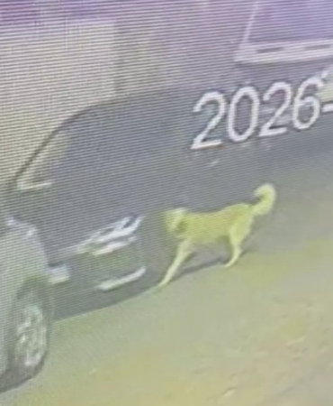 Üsküdar’da sokak köpekleri paniğe neden oldu: Başıboş sürünün bir araca zarar verdiği anlar kamerada