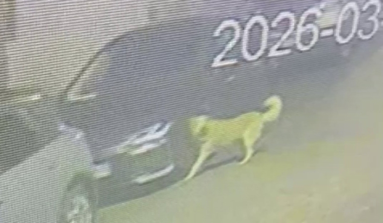 Üsküdar’da sokak köpekleri paniğe neden oldu: Başıboş sürünün bir araca zarar verdiği anlar kamerada