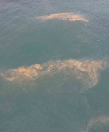 Avcılar kıyılarında tedirgin eden görüntü