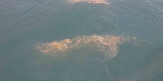 Avcılar kıyılarında tedirgin eden görüntü