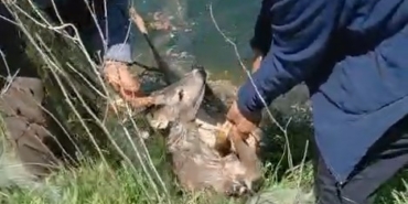 Sulama kanalına düşen karacayı vatandaşlar kurtardı