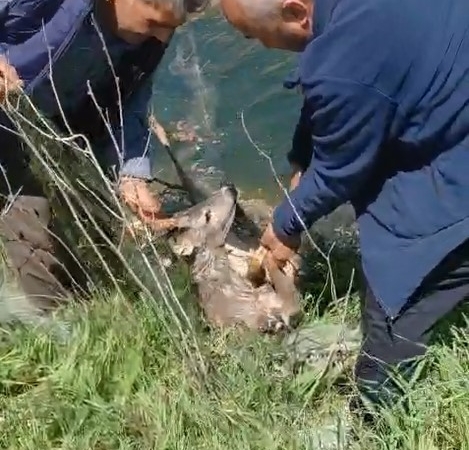 Sulama kanalına düşen karacayı vatandaşlar kurtardı