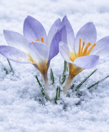 Kartepe’nin nadide türü objektiflere yansıdı