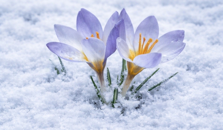 Kartepe’nin nadide türü objektiflere yansıdı
